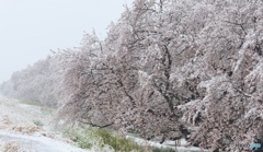 雪化粧
