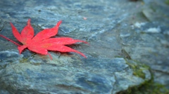 紅葉Ⅲ