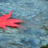 紅葉Ⅲ