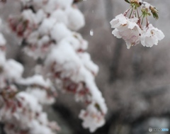 雪化粧Ⅱ