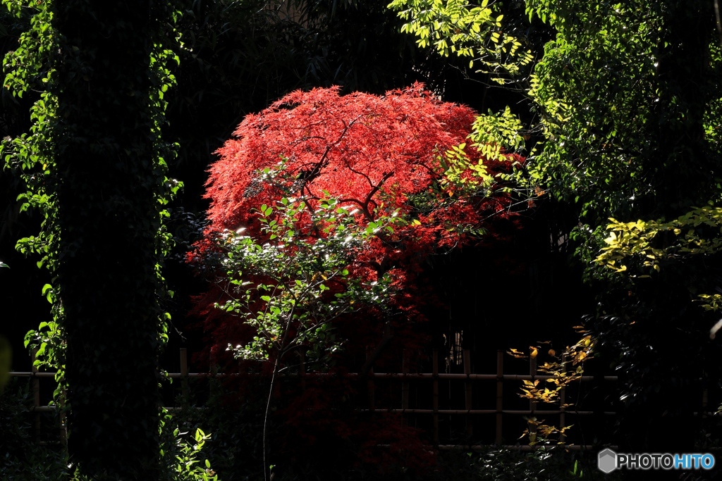 紅葉Ⅵ