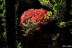 紅葉Ⅵ