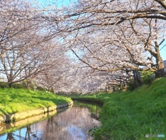 青空と桜川