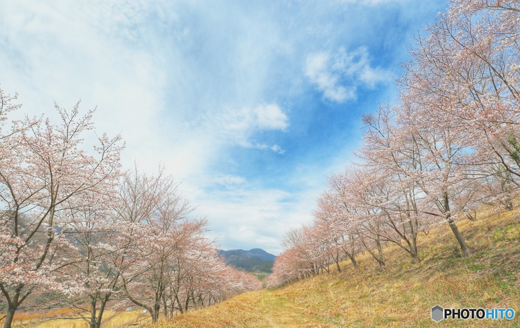 あたたかな日のさくら並木