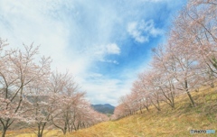 あたたかな日のさくら並木