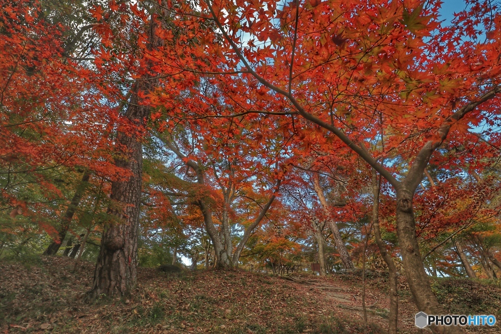 紅葉