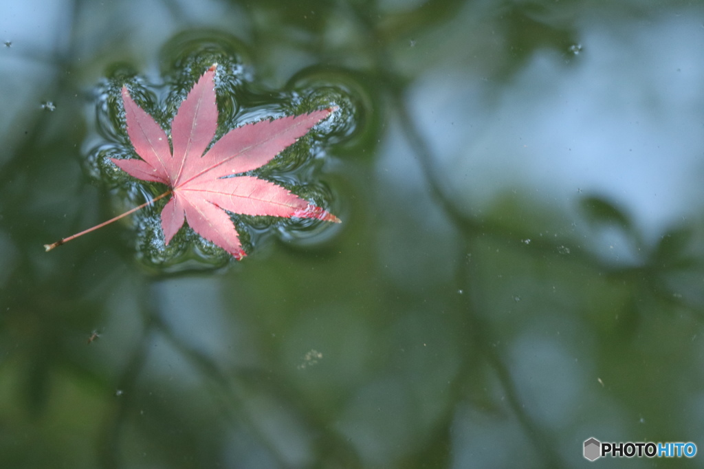 紅葉のまわりの水