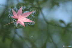 紅葉のまわりの水