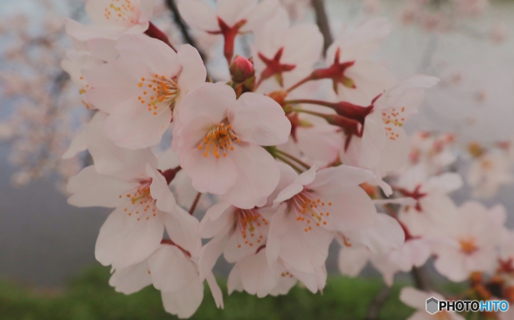 桜Ⅲ