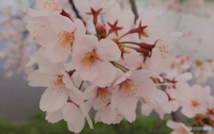 桜Ⅲ