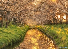 夕暮れの桜川