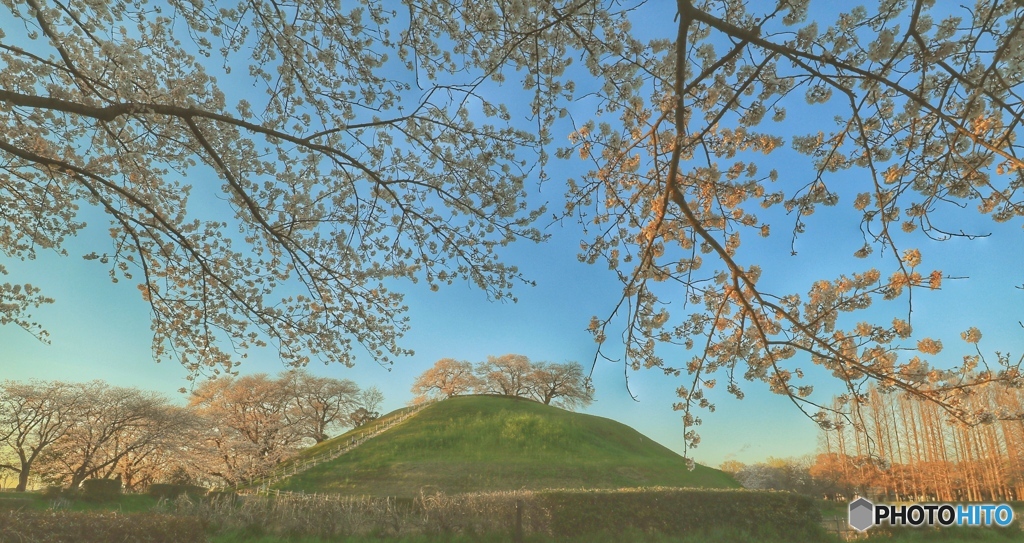 古墳公園の桜Ⅲ