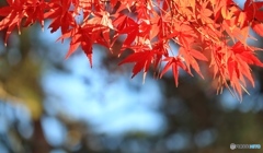 紅葉Ⅱ