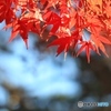 紅葉Ⅱ