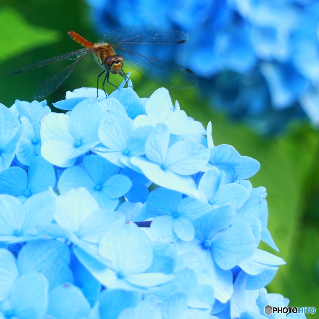 高原の夏Ⅳ