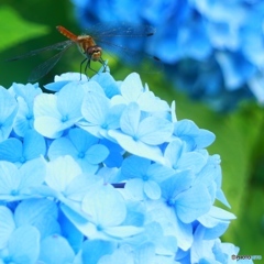 高原の夏Ⅳ