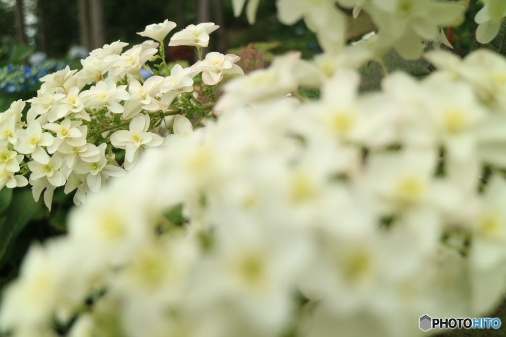 紫陽花