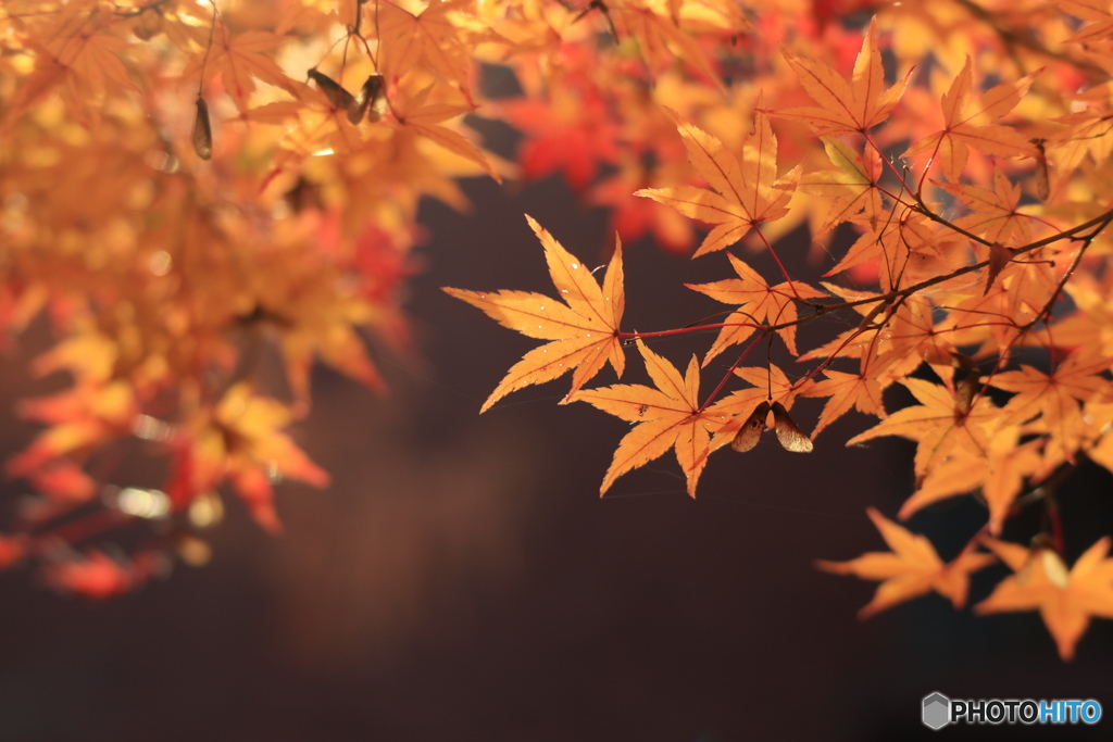 紅葉