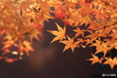 紅葉