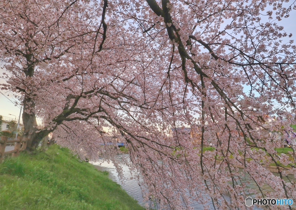 桜Ⅳ