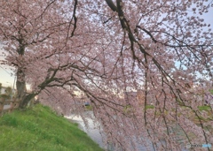 桜Ⅳ