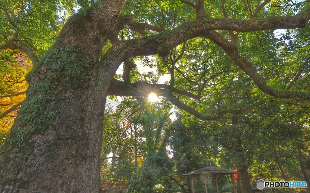 朝日