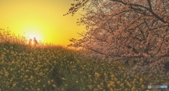 春は夕暮れ
