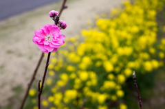 花桃と菜の花