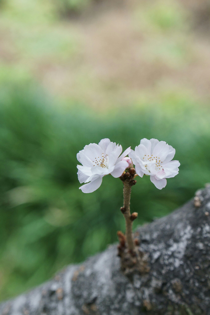 10月桜