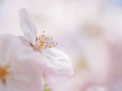 桜色のベッド