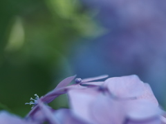 紫陽花バイオレット。