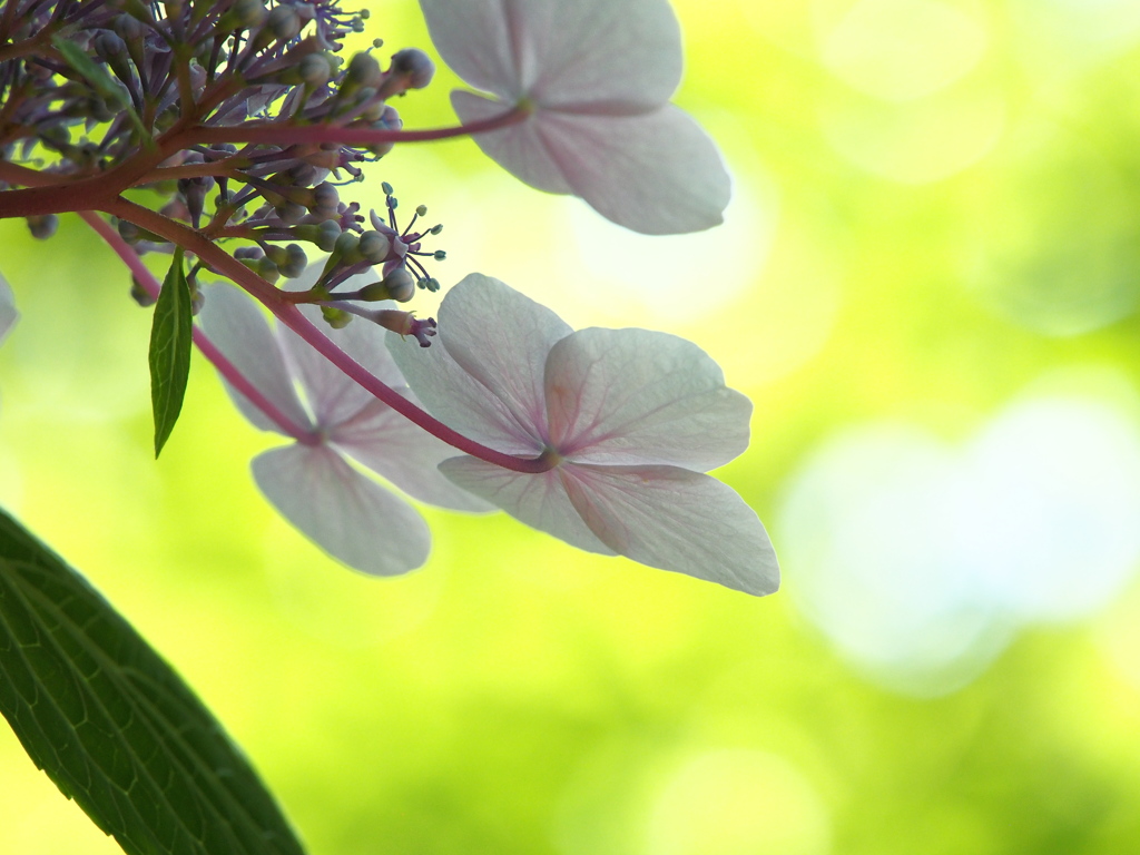 紫陽花の気持ち。