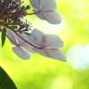 紫陽花の気持ち。