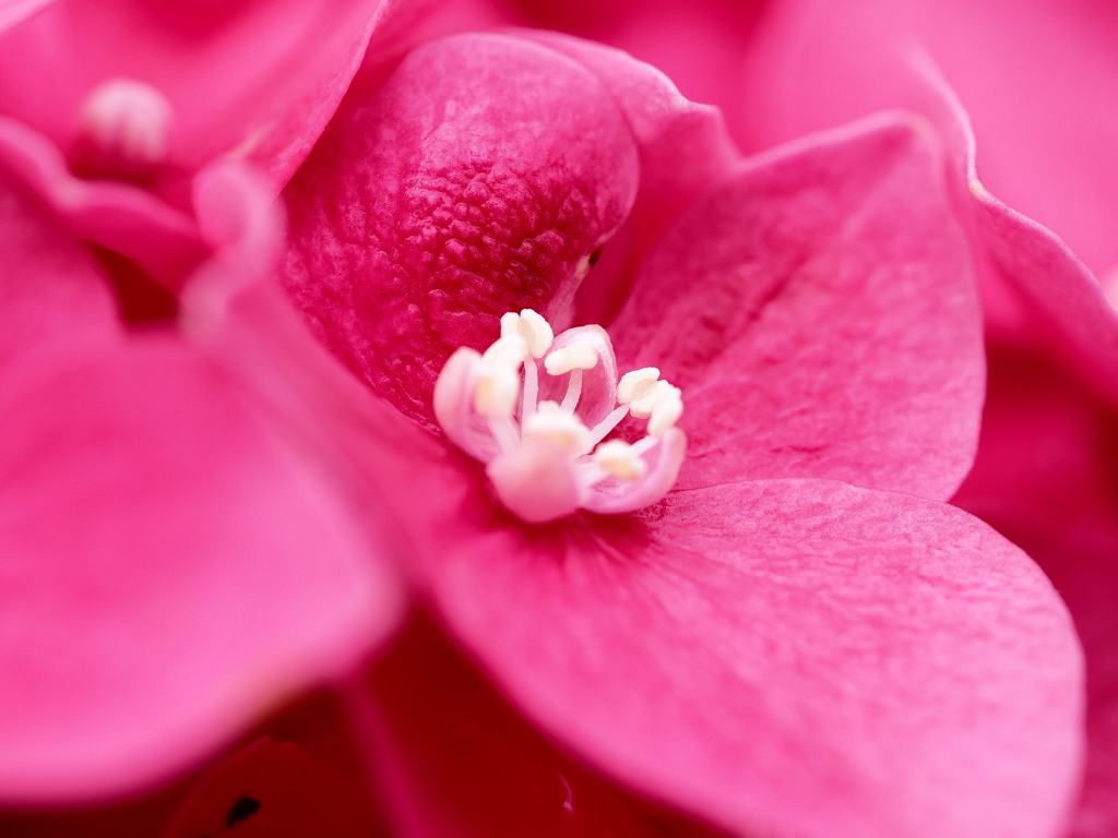 紫陽花　☆　恋染めの。。。