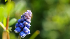 青紫の小さき花きらめきて。。。