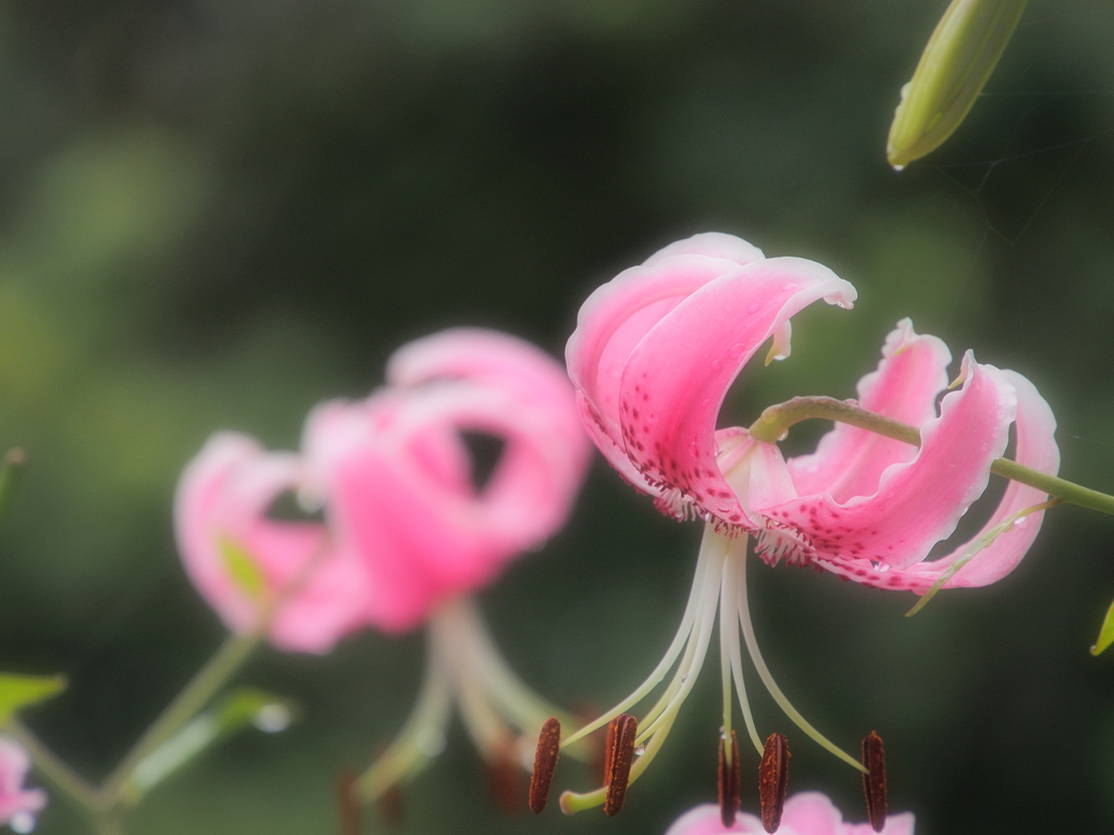 それぞれに華やぐ。