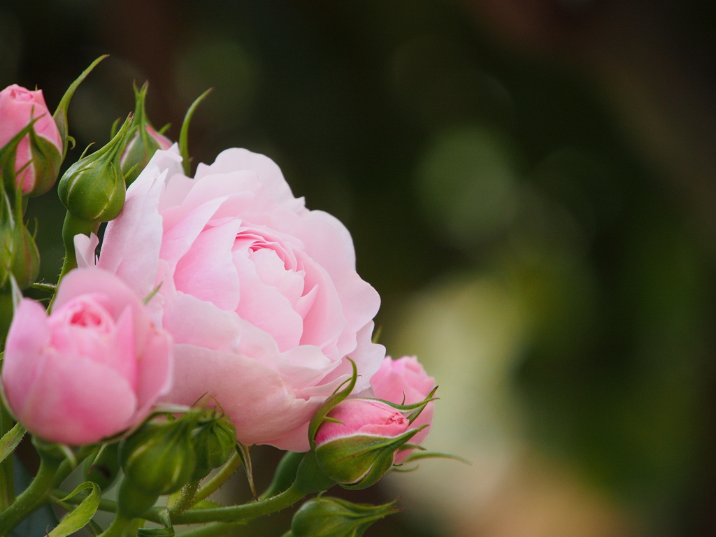 淡い薔薇の香り漂ひて。。。