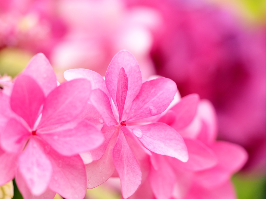 鮮やかに　☆　紫陽花　