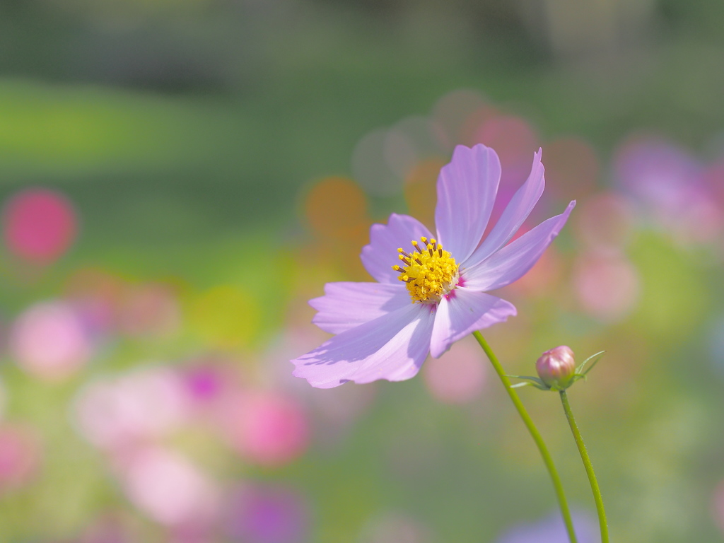 カラフルに。。。こすもす。