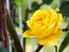 yellow  rose