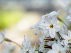 春の星花