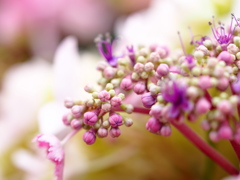 紫陽花のアクセサリー