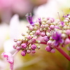 紫陽花のアクセサリー