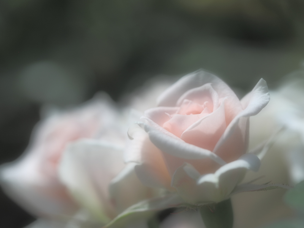薔薇の吐息。。。