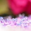 紫陽花のしらべ。