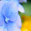 紫陽花　カラフルに。