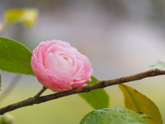 椿の華