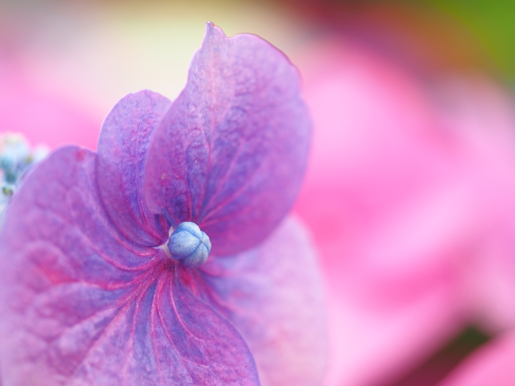 紫陽花　☆　妖艶に