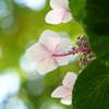 ひょっこり　　紫陽花