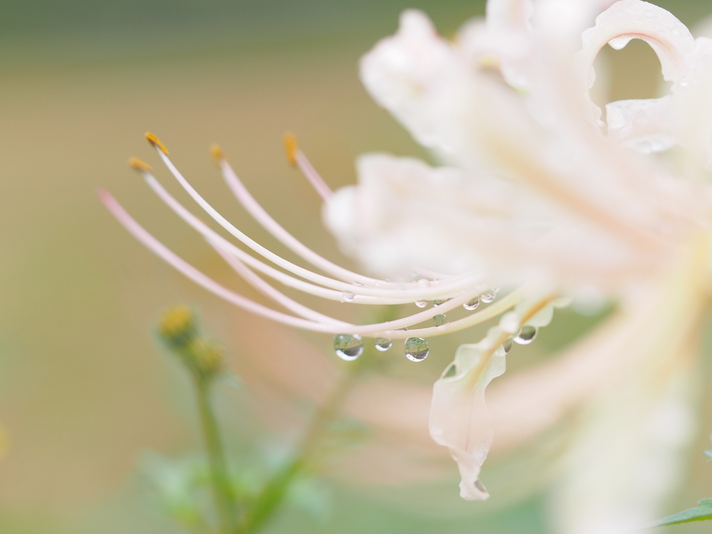 雨粒まといて。。。